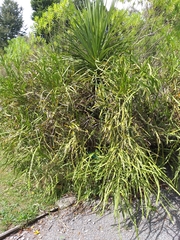 Carmichaelia williamsii