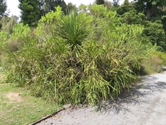 Carmichaelia williamsii