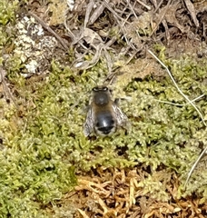 Anthophora pacifica