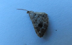 Macaria pinistrobata