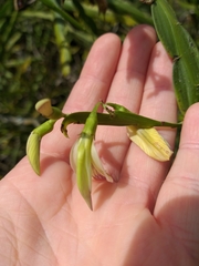 Carmichaelia williamsii