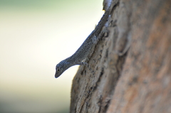 Anolis properus