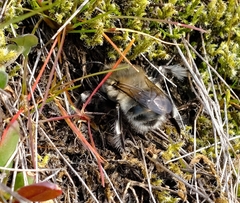 Anthophora pacifica