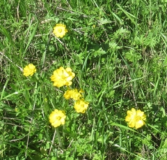 Ranunculus macranthus