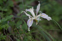 Iris douglasiana
