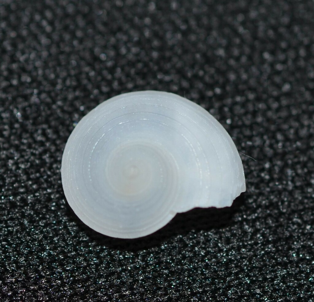 Beau's Vitrinella