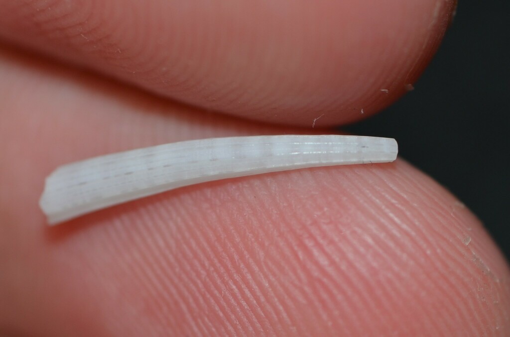 Antillean Tuskshell