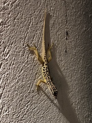 Anolis sabanus