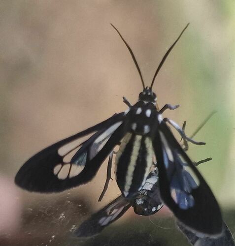 Hypatia melaleuca