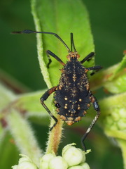 Camptischium