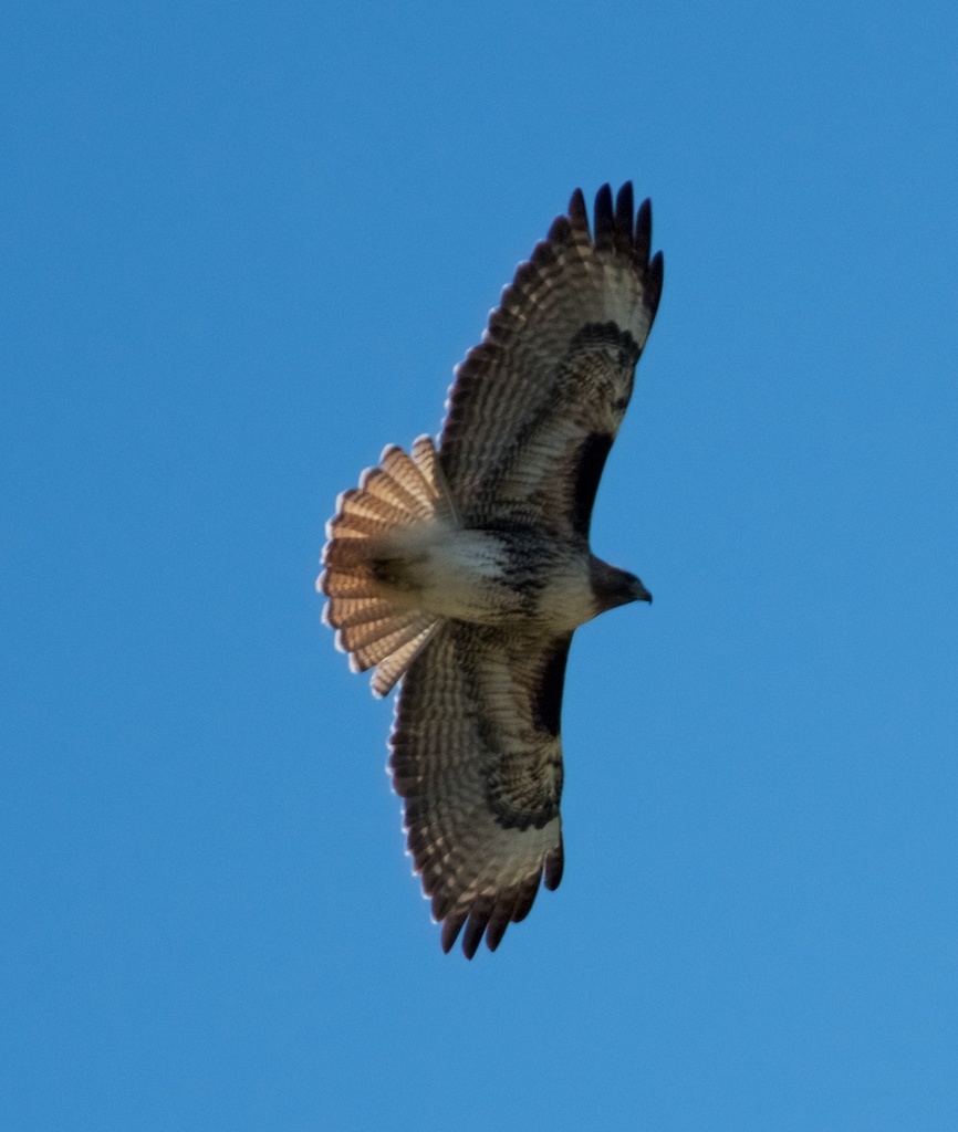 Red-tailed Hawk from Solano County, CA, USA on March 15, 2019 at 11:03 ...