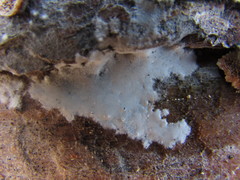Athelia epiphylla