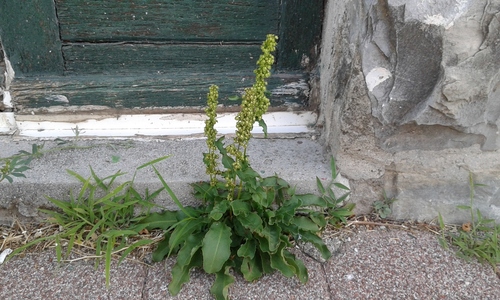štiav špenátový (Rumex patientia)