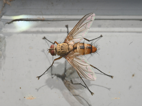 Dexia ventralis