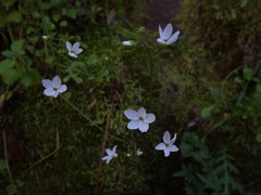 Lithophragma cymbalaria