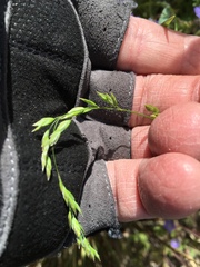 Poa bigelovii