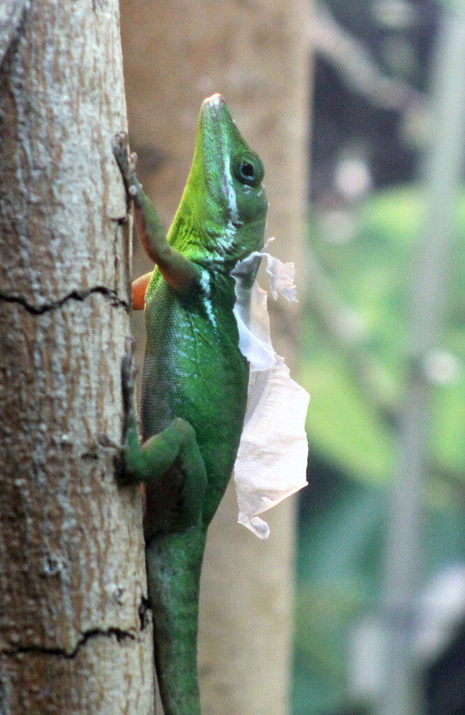Île Grande Cayemite Green Anole