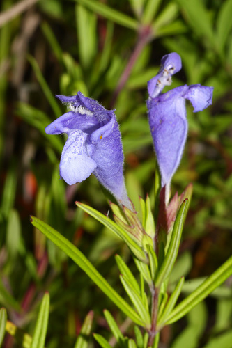 Dracocephalum argunense iNat (1)