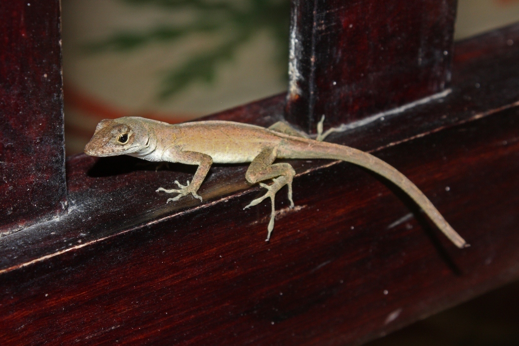 Central Anole