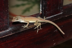 Central Anole photo 1