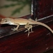 Central Anole - Photo (c) Thomas Brown, some rights reserved (CC BY)