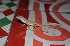 Central Anole photo 2