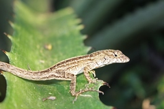 Central Anole photo 3