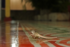 Central Anole photo 4