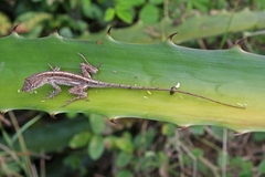 Central Anole photo 5