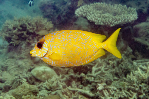 Bluespotted spinefoot (Siganus corallinus) — Siganidae — 4