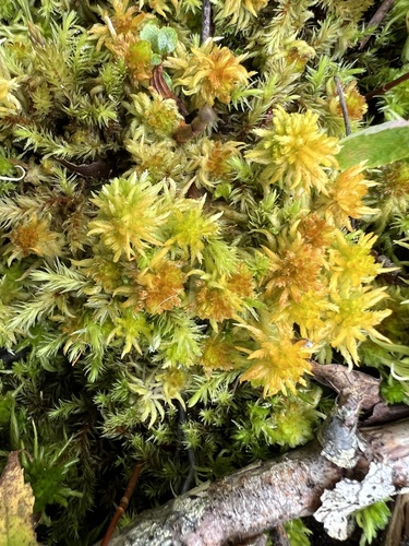 yellow peatmoss — photo 1