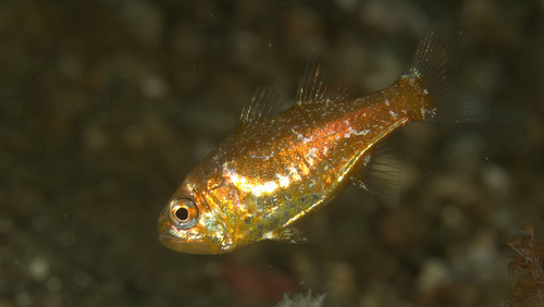 Coral siphonfish (Siphamia corallicola) — Apogonidae