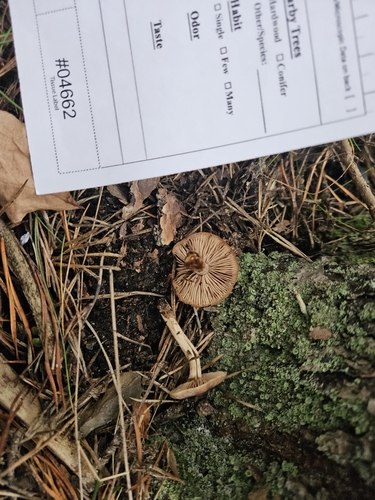 Hebeloma excedens
