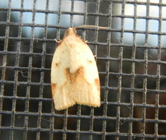 Sparganothis xanthoides