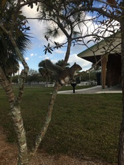 Sciurus carolinensis