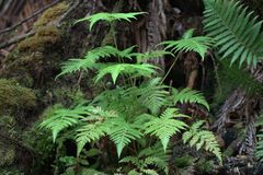 Microlepia speluncae