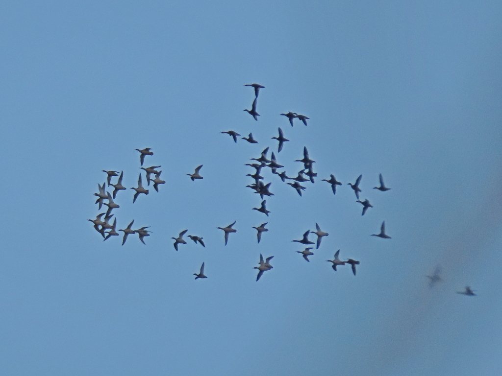 Common Merganser from г. Верхняя Пышма, Свердловская обл., Россия on ...