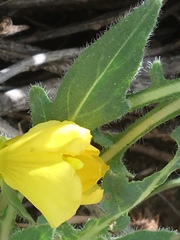 Oenothera primiveris primiveris