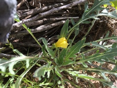 Oenothera primiveris primiveris