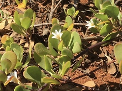 Scaevola coriacea