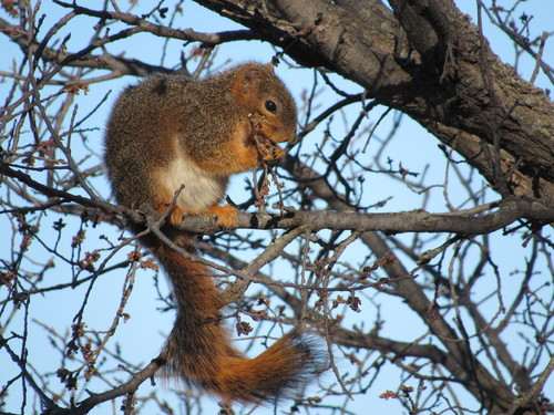 Fox Squirrel Sciurus Niger Inaturalist