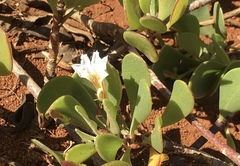 Scaevola coriacea