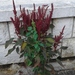 Red Amaranth - Photo (c) Flora_DUMO, some rights reserved (CC BY), uploaded by Flora_DUMO