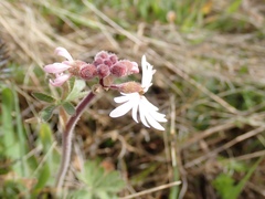 Lithophragma parviflorum