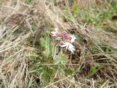Lithophragma parviflorum