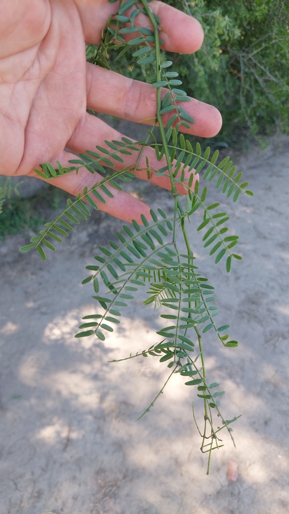Prosopis hassleri Harms