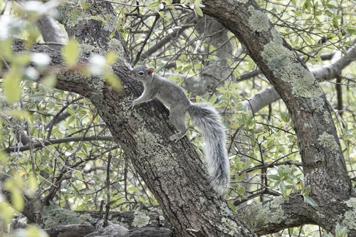 Arizona Gray Squirrel