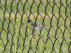 Spinus psaltria