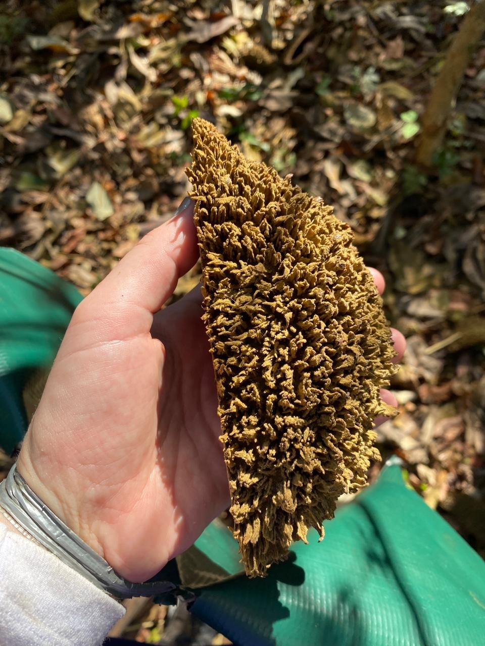 Zeyheria tuberculosa