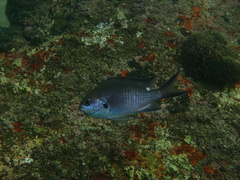 Whitesaddled Reeffish photo 5